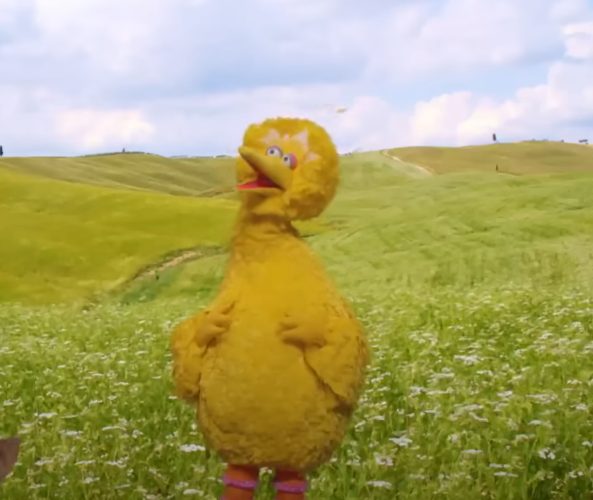 Big Bird in a field of flowers.