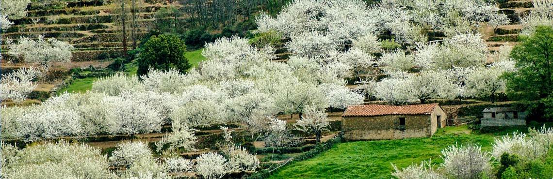 Valle del Jerte