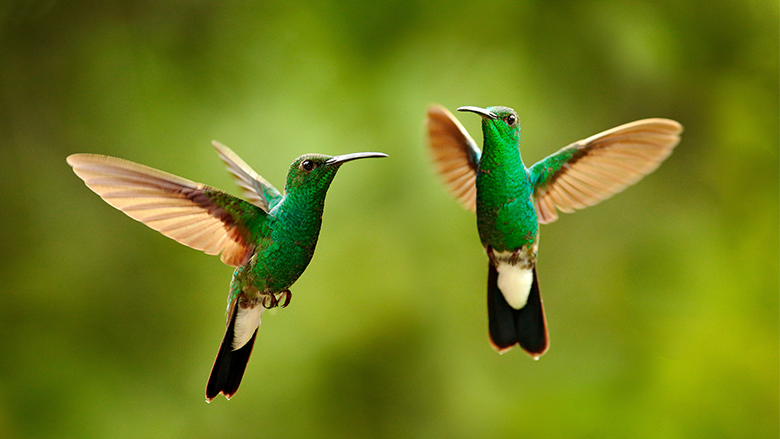 Green hummingbird from Colombia, flying next to beautiful red flower By ondrejprosicky