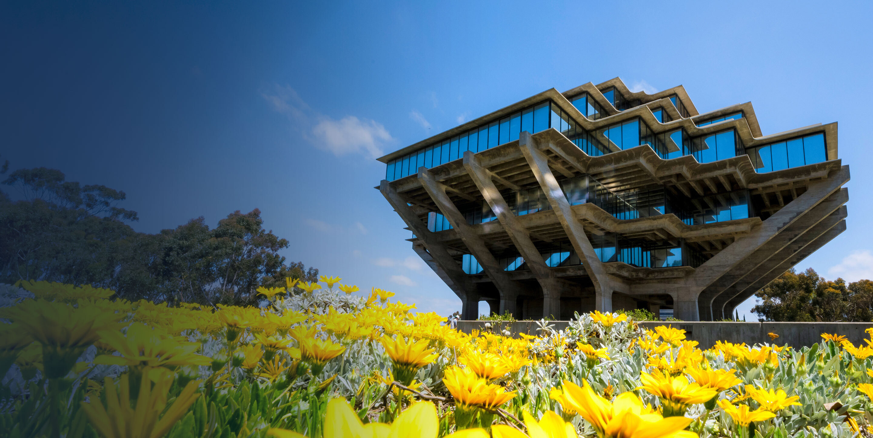 Exterior shot of Geisel Library with yellow flowers in foreground