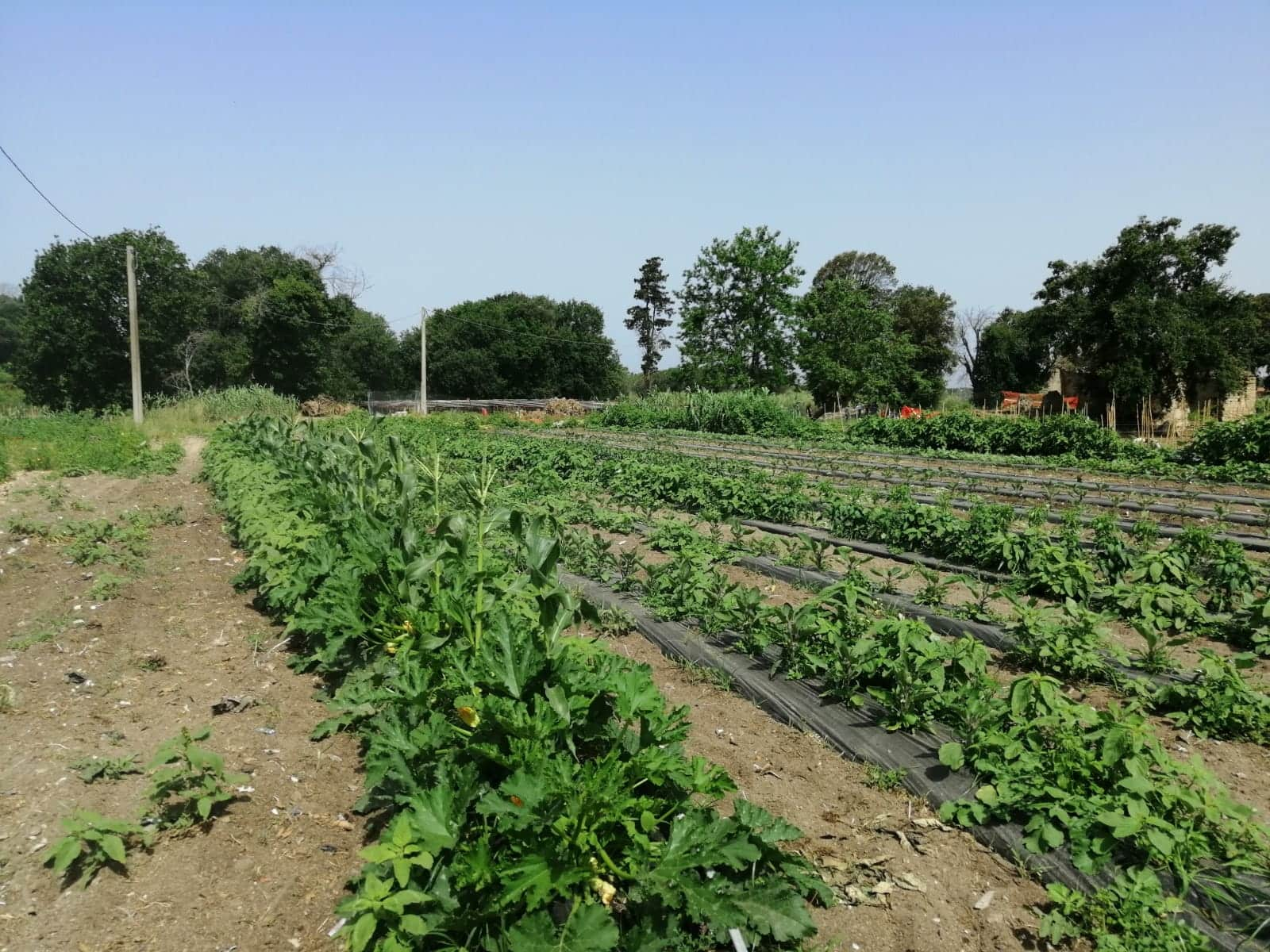 Vacant area into farmland, Pozzuoli