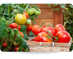 Vine ripened red tomatoes grown in back yard garden for food security