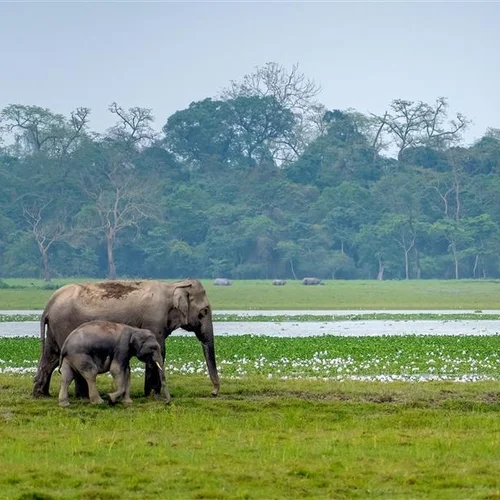 Call for applications: The Wildlife Institute of India training courses on natural heritage management in 2025