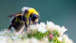 Eine Hummel sitzt auf einer Blüte der Fetten Henne