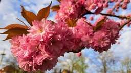 Kirschblüten