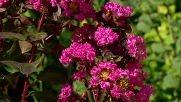 Lagerstroemia