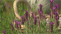 Lavendel