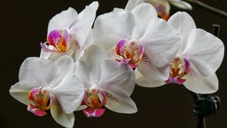 Schöne Orchideen