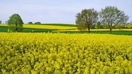 WDR, Fernsehen, Rapsfeld, Frühling