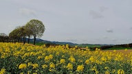 WDR, Fernsehen, Rapsfeld, Frühling