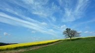 WDR, Fernsehen, Rapsfeld, Frühling