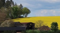 WDR, Fernsehen, Rapsfeld, Frühling