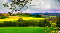 WDR, Fernsehen, Rapsfeld, Frühling