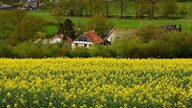 WDR, Fernsehen, Rapsfeld, Frühling