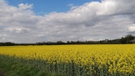 WDR, Fernsehen, Rapsfeld, Frühling