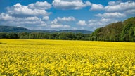 WDR, Fernsehen, Rapsfeld, Frühling