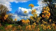 WDR, Fernsehen, Rapsfeld, Frühling