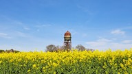 WDR, Fernsehen, Rapsfeld, Frühling