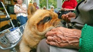 Ein Diabetikerwarnhund beschnuppert eine alte Dame