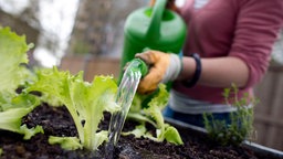 Eine Frau gießt Salat in in einem Hochbeet mit einer Gießkanne