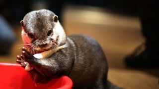 Otter frisst einen Fisch