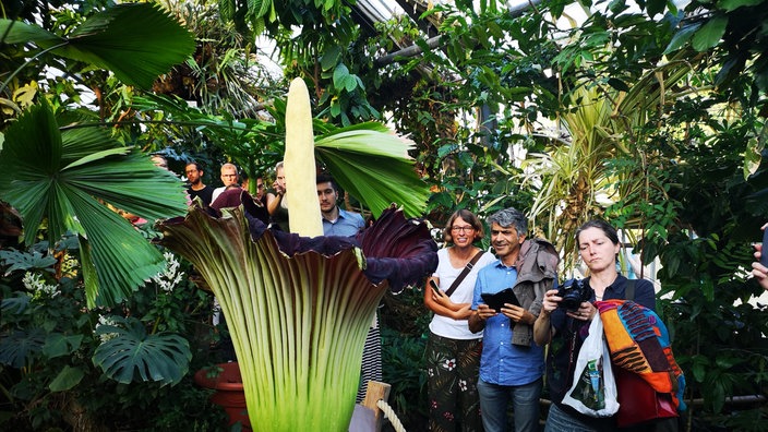 Viele Menschen bestaunen die Blüte der stinkenden Titanenwurz