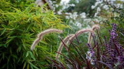 Afrikanische Lampenputzergras, violette Blüten und Bambus in einem Garten.