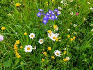 Eine bunte Blumenwiese