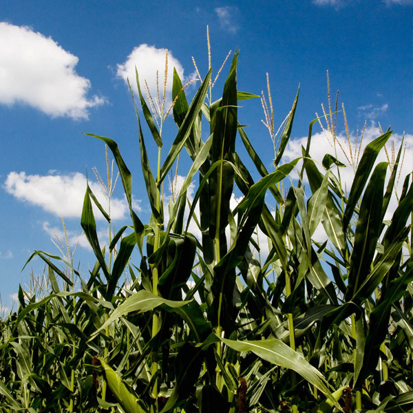 Morrow Plots