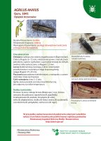 Agrilus anxius.pdf