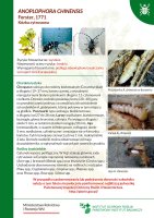 Anoplophora chinensis.pdf