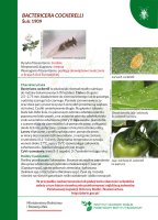 Bactericera cockerelli.pdf