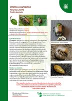 Popillia japonica.pdf