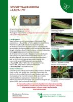 Spodoptera frugiperda.pdf