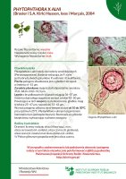 PHYTOPHTHORA X ALNI.pdf