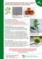 TOMATO BROWN RUGOSE FRUIT VIRUS.pdf