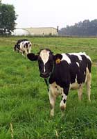 Heifers grazing on a research plot at Penn State University