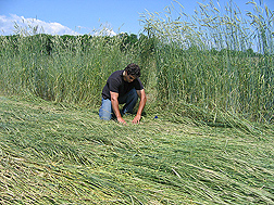 Photo: ARS ecologist Steven Mirsky evaluating a field of rolled cereal rye. Link to photo information