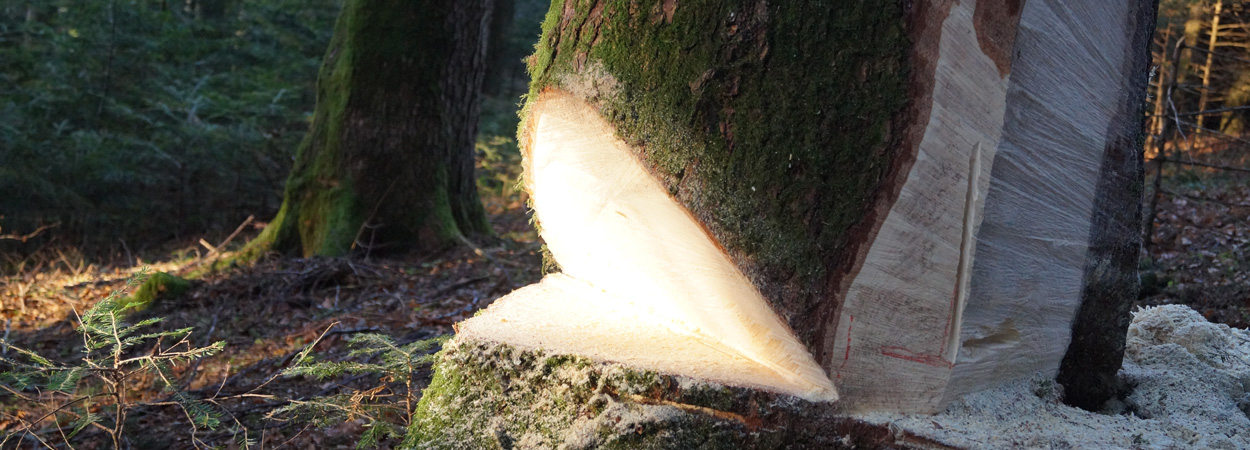 Herz beim Holzschnitt am Stamm