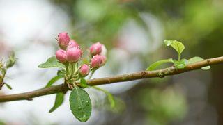 Flowers From Old Wood