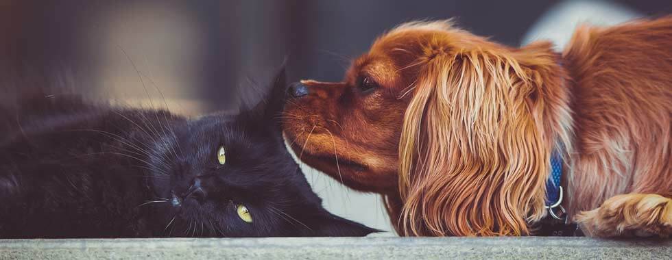 Warum sollte man seinen Hund oder seine Katze versichern?