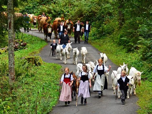 Kinder und Älpler laufen mit Ziegen und Kühen durch das grüne Suldtal