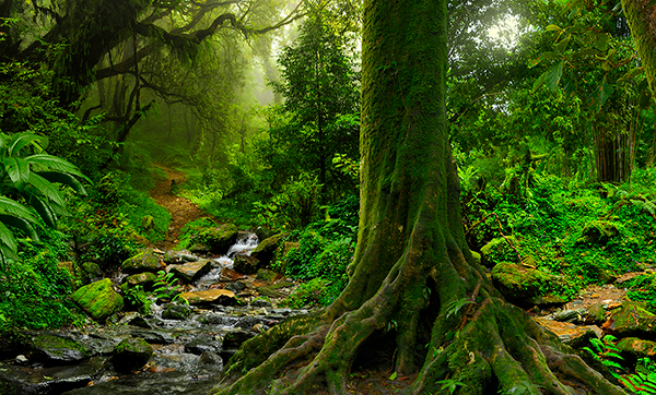 Tree in the forest