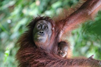 Urwald, Gipfel und Beach in Malaysia