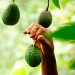 Propiedades ocultas de las cáscaras de aguacate o palta: el 'oro verde' que desperdiciamos todos los días