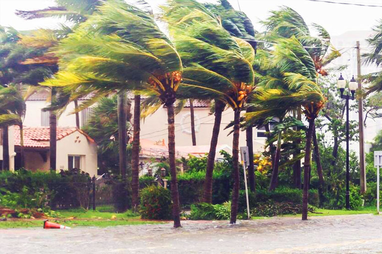 Trees bending under strong winds.