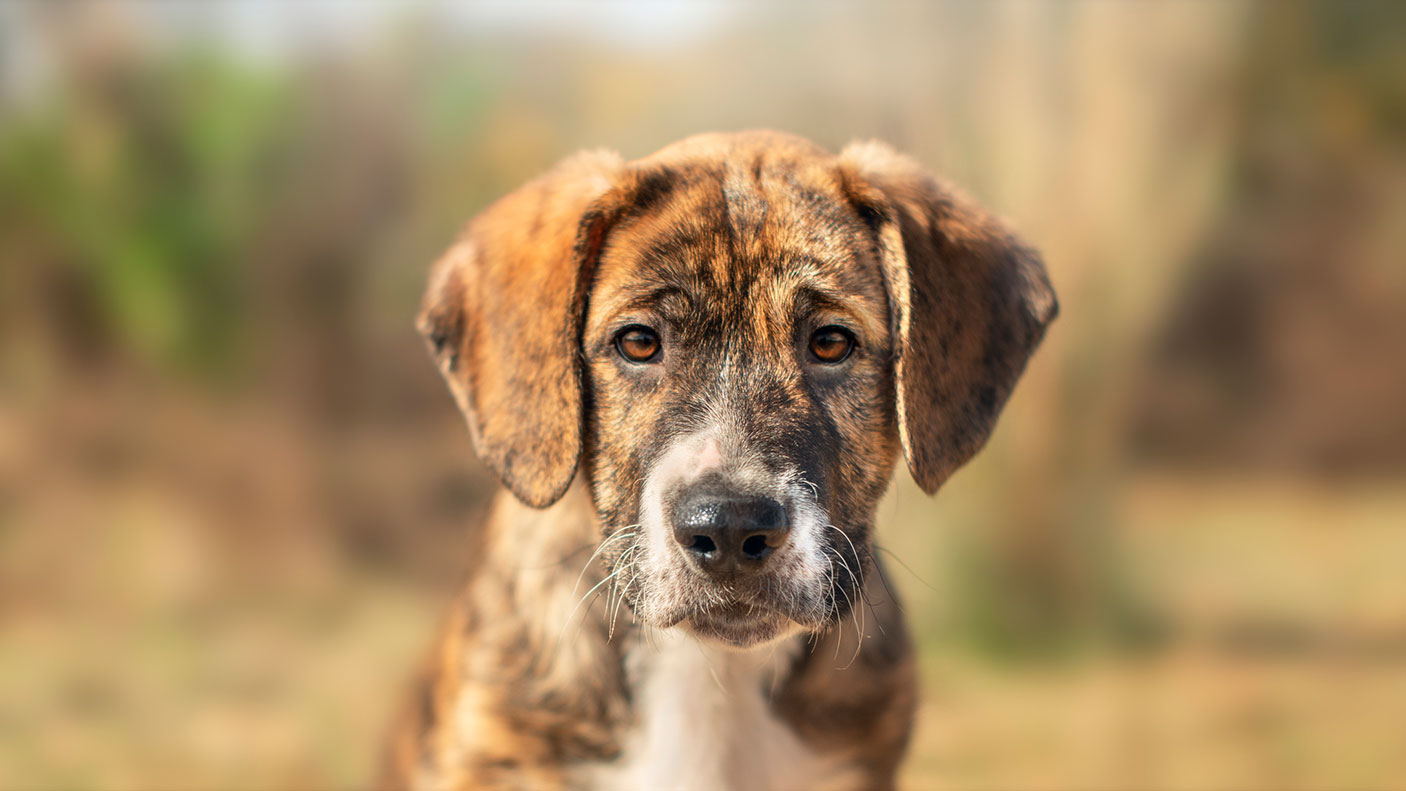 A close up portrait of a brown, black and white puppy.