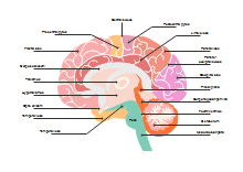 Brain Diagram