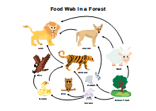 Food Web Diagram