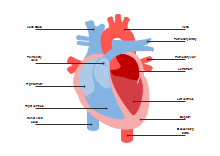 Heart Diagram